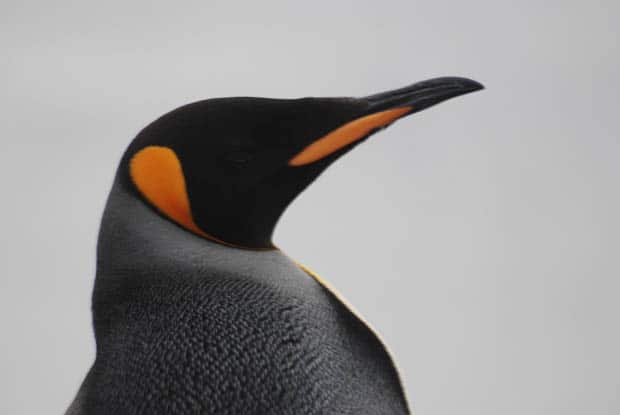 Up close of a penguin in Antarctica. 