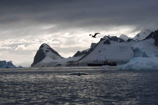 Snowy mountains and a bird flying seen from a small ship cruise in Antarctica. 