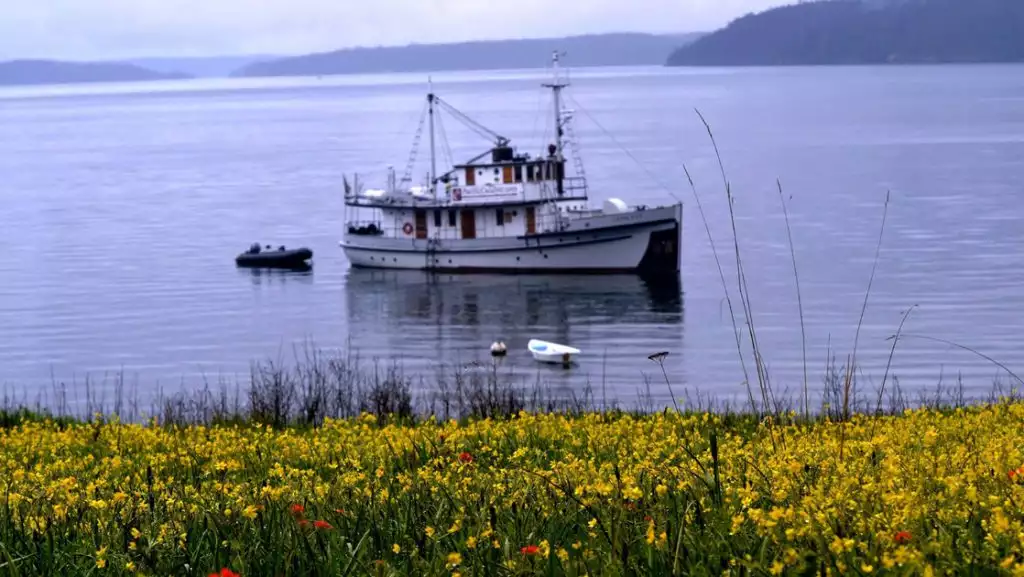 Catalyst historic small ship with white decks & Zodiac boat behind sits offshore from yellow flowers in San Juan Islands.