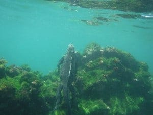 Marine iguana underwater seen from a small ship snorkel tour in the Galapagos. 