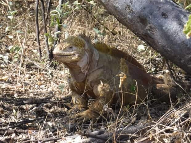 Iguana in the shade under a tree seen from a small ship cruise tour in the Galapagos. 