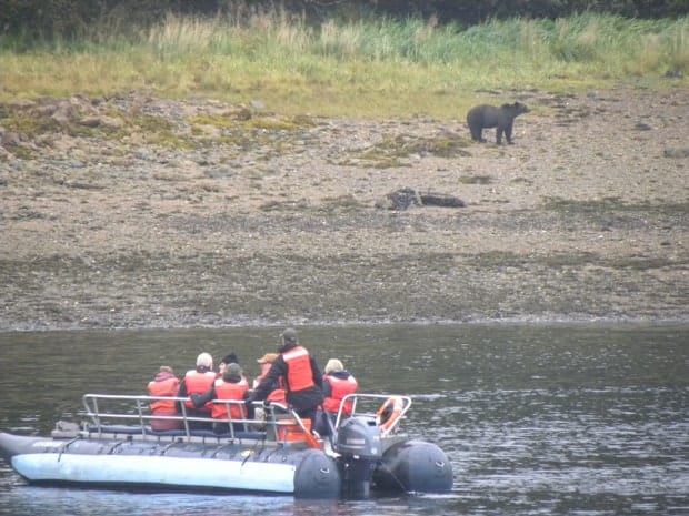 Group of small ship travelers observing a black bear on the shoreline in Alaska from the zodiac.