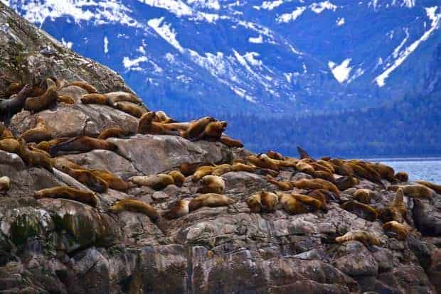 Group of seals on rocks seen from a small ship cruise in Alaska. 