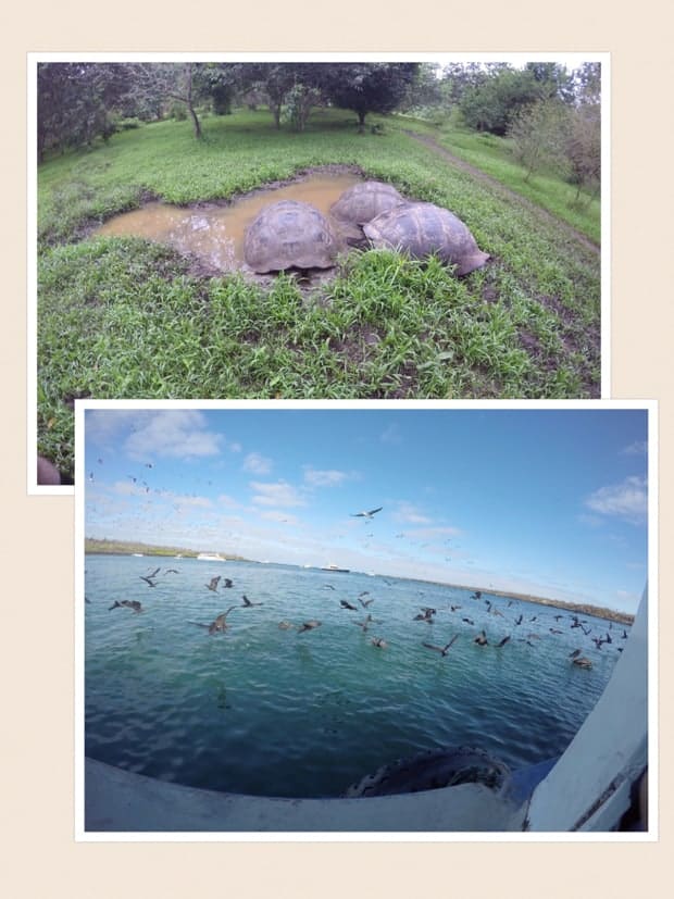 collage showing galapagos tortoises and sea birds flocking next to a luxury small ship