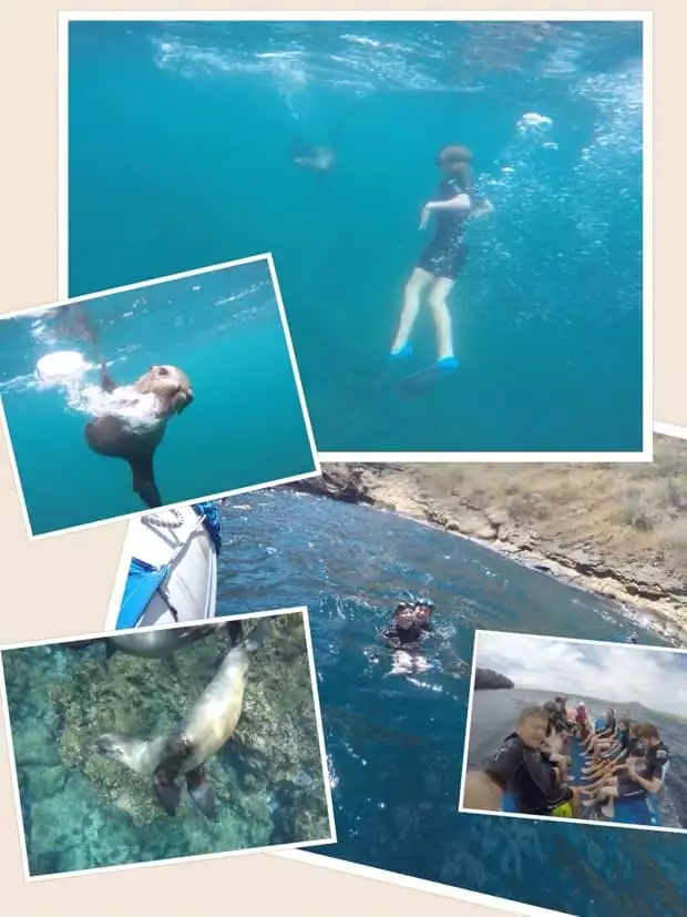 collage showing a girl swimming with a sunfish, a galapagos sea lion, snorkeling and group of travelers on a skiff