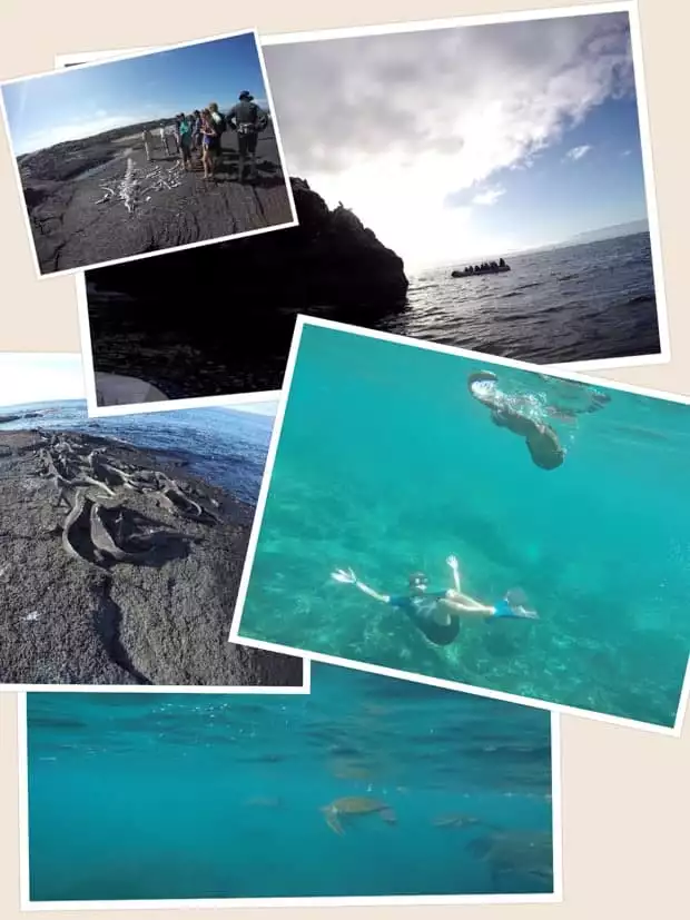 collage showing galapagos animals such as marine iguanas, turtles and a whale skeleton
