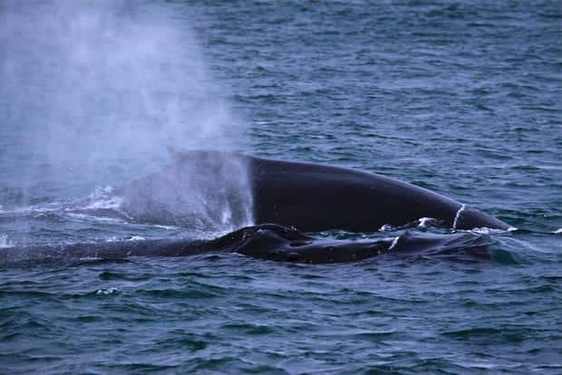 Two whales breaching seen from a small ship cruise in Alaska. 