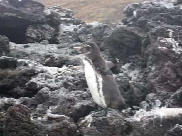 Penguin on rocks seen from a small ship cruise in the Galapagos. 