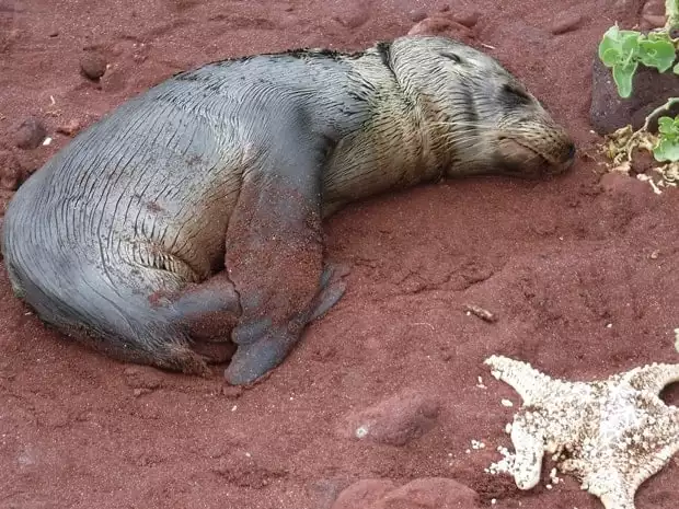 Baby sea lion on the dark sand beach in the Galapagos.