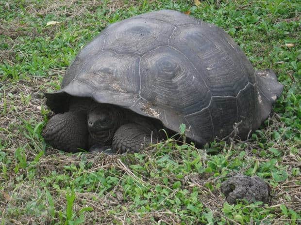 Giant galapagos tortoise in the grass seen from a small ship cruise tour. 