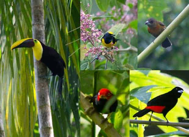 collage of different types of brightly colored birds in the costa rica rainforest