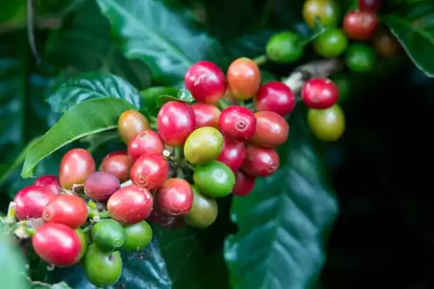 multicolored coffee cherries on a branch in the costa rica rainforest with dark green leaves behind them