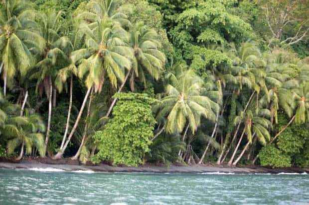 costa rica shoreline filled with lush foliage and palm trees seen on a small ship cruise