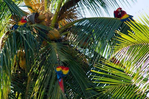 brightly colored macaw parrots perched in a large palm tree on a sunny day in costa rica