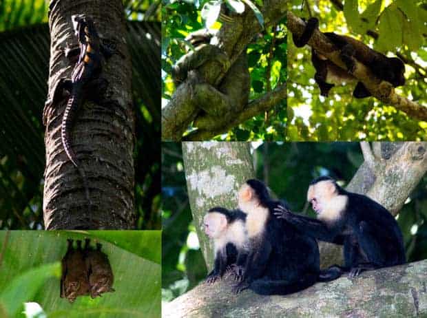 collage of various monkeys, bats and a lizard in the costa rica jungle