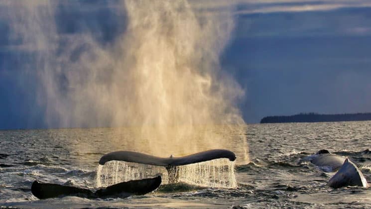 Group of humpback whales emerges from the water with spray on the Kruzof Explorer Custom Alaska Cruise