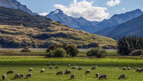 Sheep munching on green grass with big New Zealand mountains in the background.