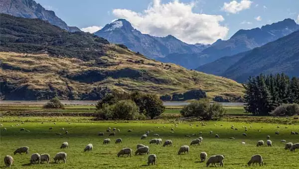 Sheep munching on green grass with big New Zealand mountains in the background.