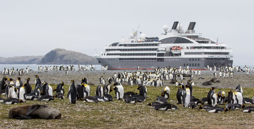 On an overcast day in Antarctica, a beach on South Georgia Island is covered with yellow, orange, black and white king penguins and brown elephant and fur seals. Floating in the ocean off the shoreline is luxury ship L'Austral.