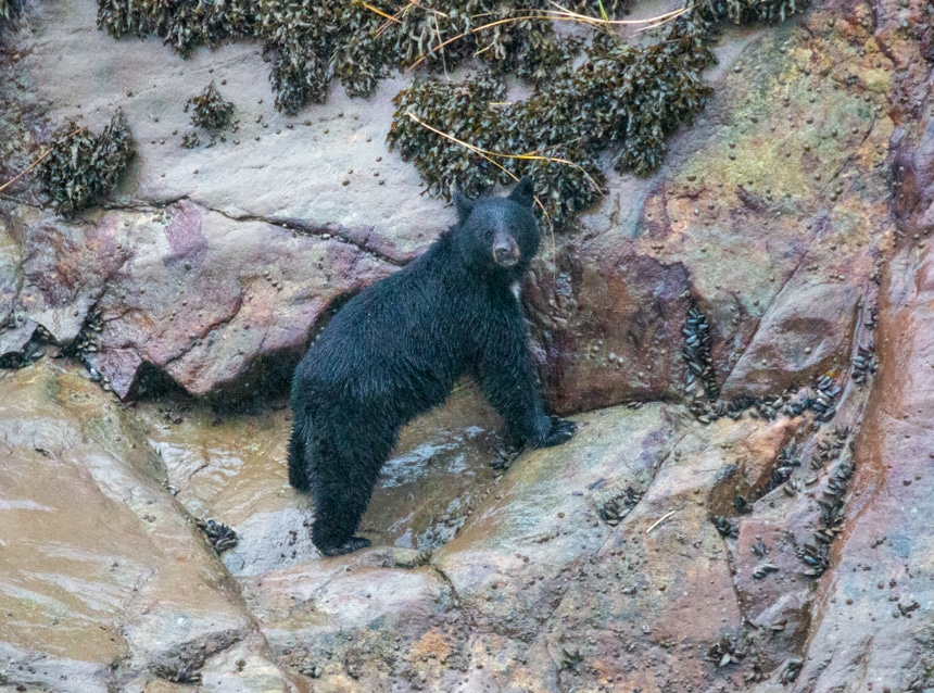 A black bear, seen from the deck of an Alaska small ship, climbs on colorful slick wet rocks, covered in muscles, clams and seaweed, the bear looks over his shoulder to the camera.