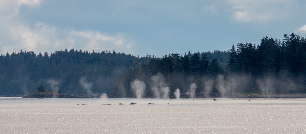 Seen from a small ship Alaska cruise, the water spouts from a group of humpback whales blow into the sky from the water, in the background a dark forested hillside.