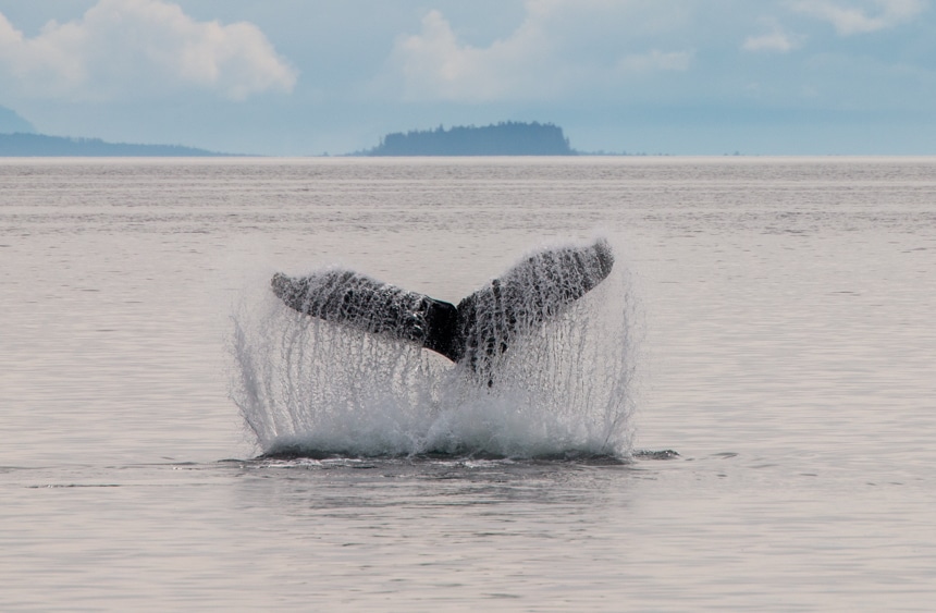 The tail of a humpback whale splashes into waters of Alaska, streams of water fall from the tail into the grey surface,