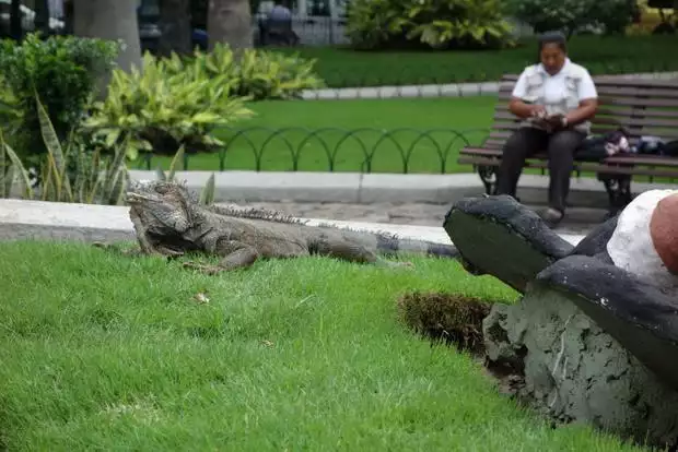 Iguanas and statues near bench in Bolivar Park in Guayaquil, Ecuador. 