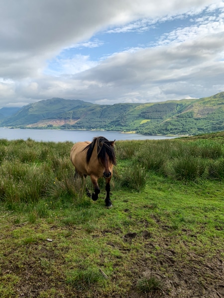 Seen aboard the Classic Scotland Barge Cruise, the lush green Scottish highlands overlooking the blue canal water, in the foreground a tan and brown horse walks through the grassy meadow.