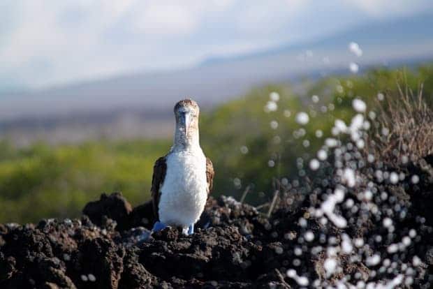 Blue footed booby on a rock in the Galapagos. 