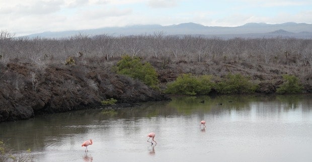 Three flamingos in the water seen from a small ship cruise in the Galapagos.  