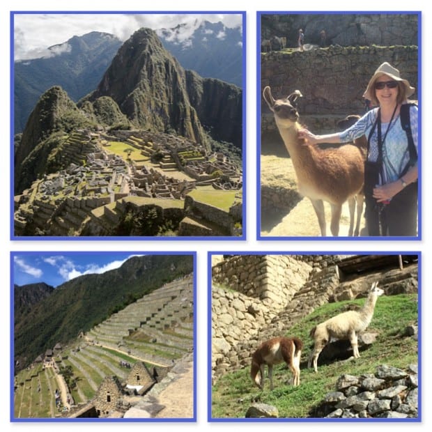 Full view of Machu Picchu in Peru.  Happy traveler petting a llama.  2 llamas milling about on the ruins and a steep stone staircase in Machu Picchu in Peru.