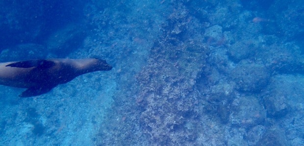 Sea lion swimming underwater seen from a small ship cruise in the Galapagos. 