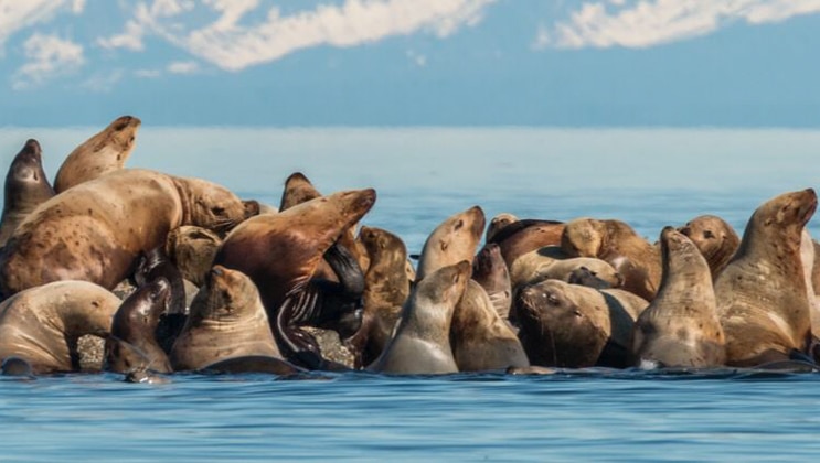 Sea lions haul out in a large group, sitting on top of rocks in calm blue water with snowcapped mountains in the background during an Alaska small ship cruise.