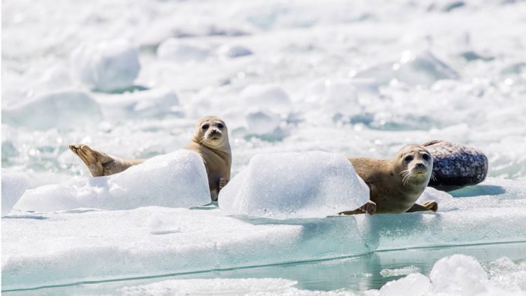 Two spotted seals lay on a giant white ice berg floating in the waters of Alaska's Glacier Bay National Park.