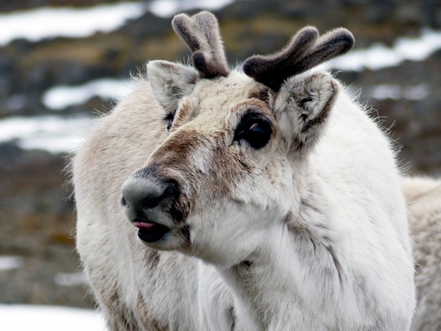 Arctic Animals, Spotting Tips & Facts - AdventureSmith Explorations