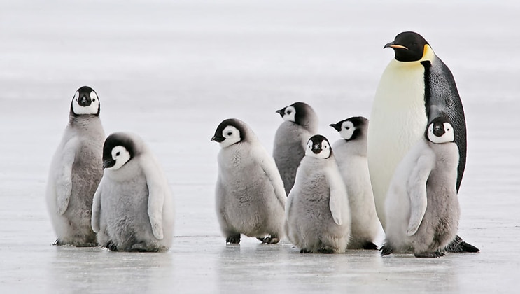 Emperor penguin with fuzzy gray chicks stand on the ice during Le Commandant Charcot Bellingshausen Sea Voyages.
