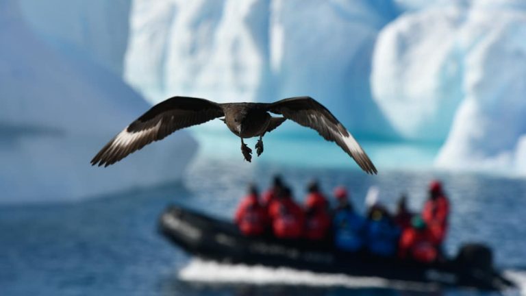 Antarctica travelers in red jackets on a Zodiac cruise view a brown skua bird fly beside them, with icebergs in the background.