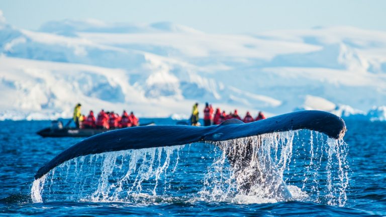 Whale tail sprays water while polar travelers dressed in red jackets look on from Zodiacs at a distance.
