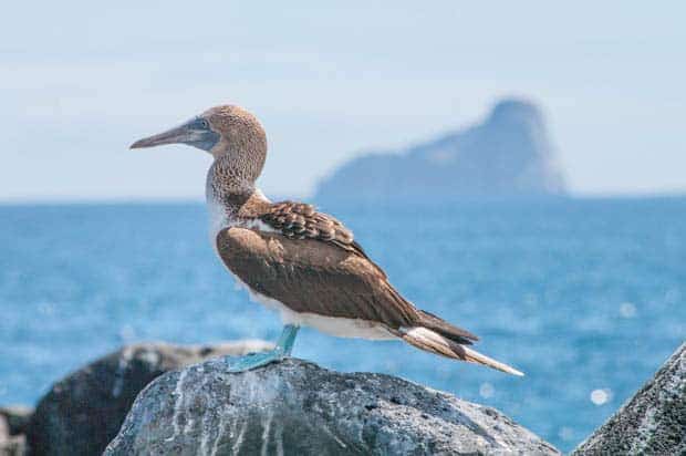 Blue footed booby on a rock seen from a land tour in the Galapagos. 