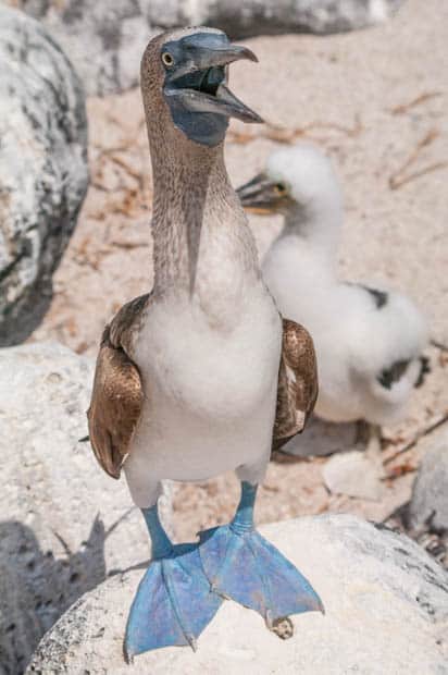 Up close blue-footed booby seen on a tour from a small ship Galapagos cruise. 