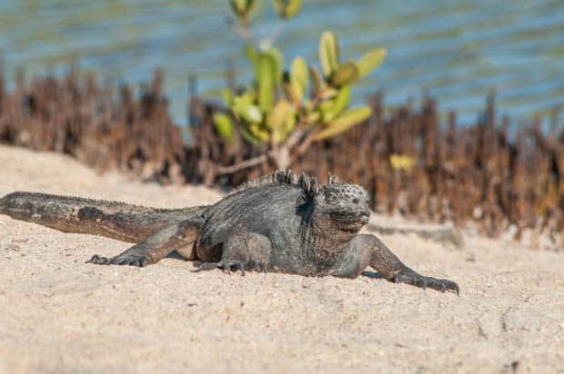 Iguana on a beach in the Galapagos seen on a land tour. 