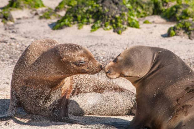 Two sea lions rubbing noses on the beach,  seen on a tour from a small ship Galapagos cruise. 