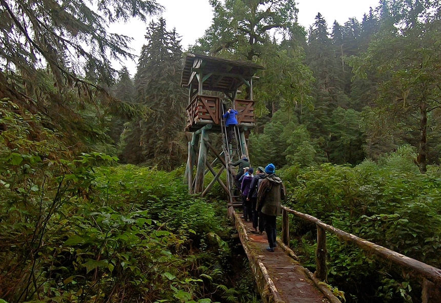 In Alaska a group of Catalyst cruise guests walk along a wooden bridge that leads to a ladder up to a observation tower surrounded by sh green forest
