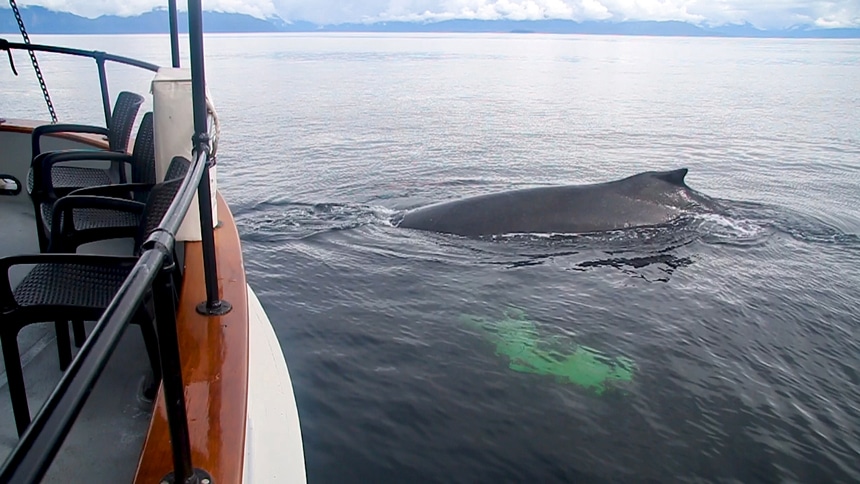In Alaska a hump back whale breaches very close to the bow of the small ship Catalyst 