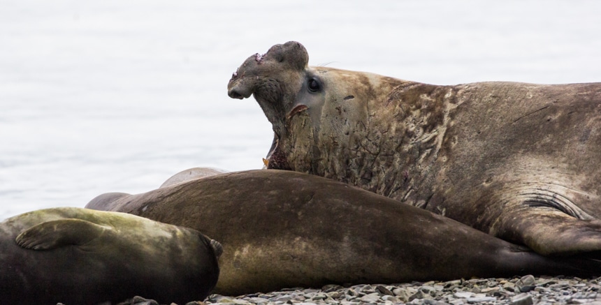 a brown, scarred elephant seal has its mouth wide open as if yelling at the sleeping elephant seals next to him in antarctica