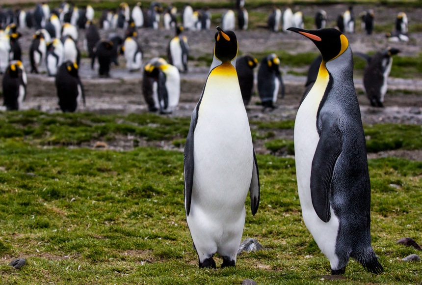 two king penguins posing majestically in fortuna bay antarctica while the rest of the colony hang out in the background
