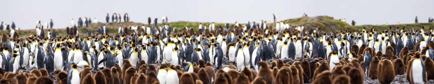 a large colony of king penguins with their chicks all along the rocky shoreline of fortuna bay in south georgia antarctica