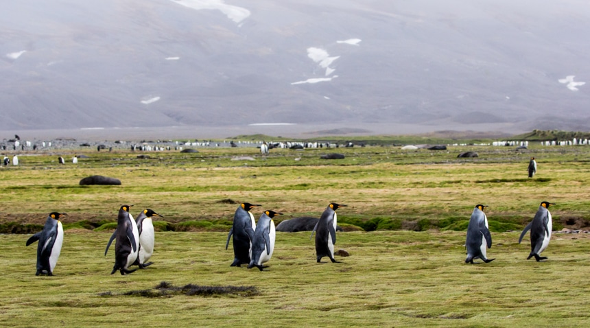 a group of king penguins walking single file on the lush, green, grassy shore of fortuna bay, antarctica