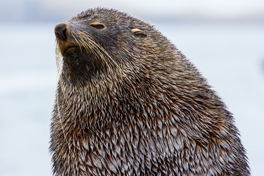 a close up of the face of a brown fur seal looking off into the distance in antarctica on an overcast day