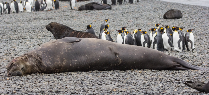 an elephant seal sleeping on the rocky shore with fur seals and penguins in the background in south georgia
